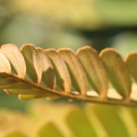 Zamia furfuracea L.f. ex Aiton